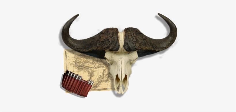 Hunters Skull - Bull, transparent png #484251