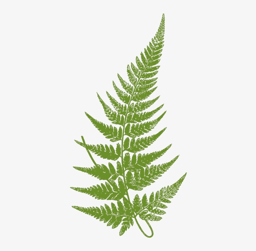 Transparent Fern Leaves Svg Stock - Fern Leaf Botanical Illustration, transparent png #484529