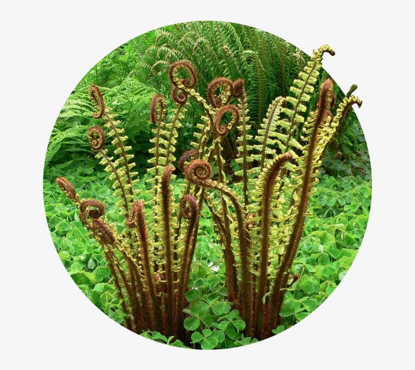 Media Subhome Img - Ostrich Fern, transparent png #484600