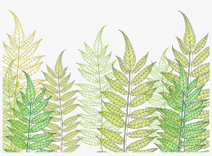 Fern13 - Illustration, transparent png #484624