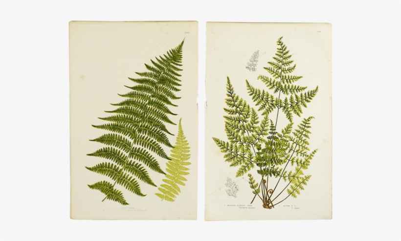 Sold Out Antique Botanical Ferns Lithograph - Mountain Fern Poster Print By Anonymous, transparent png #484625