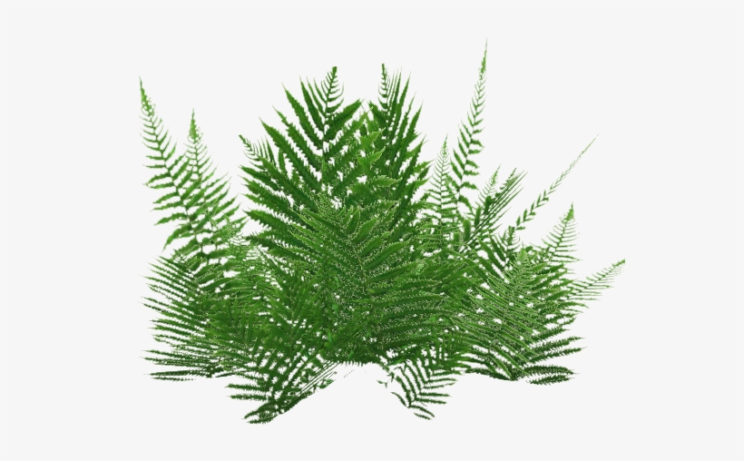 Ground Ferns 3 - الزعتر البري, transparent png #484875
