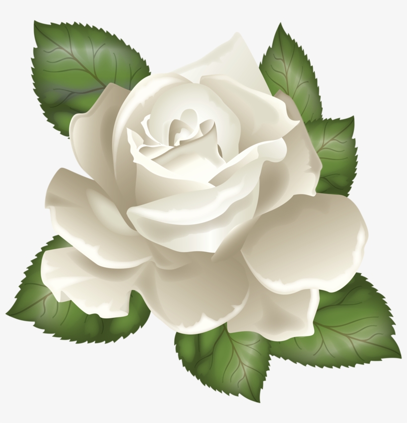 Photo From Album "розы" On Yandex - White Rose Vector Png, transparent png #487773