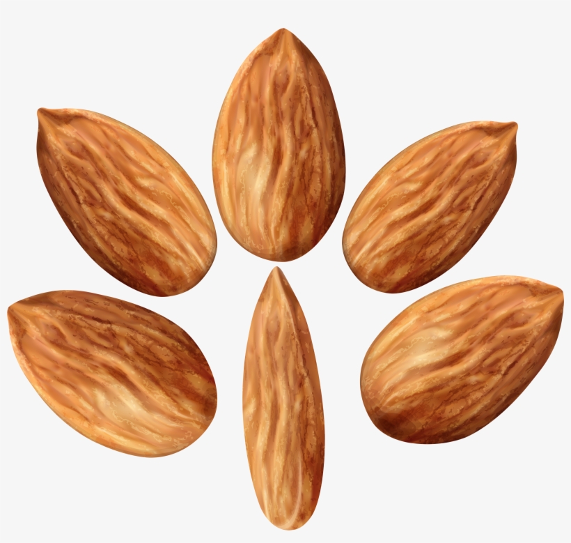 Almonds Set Png Clip Art Image - Almond, transparent png #487967