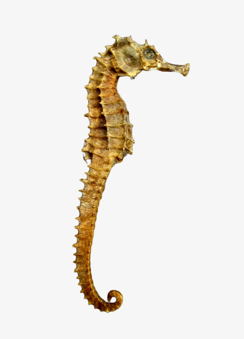 Seahorse Skeleton - Seahorse Png, transparent png #488950
