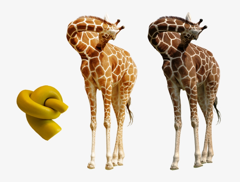 Knot And Extracted Giraffe - Giraffe With Knot In Its Neck, transparent png #489098