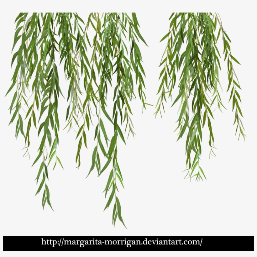 Download Willow Tree Branch Png Clipart Weeping Willow - Willow Png, transparent png #489646