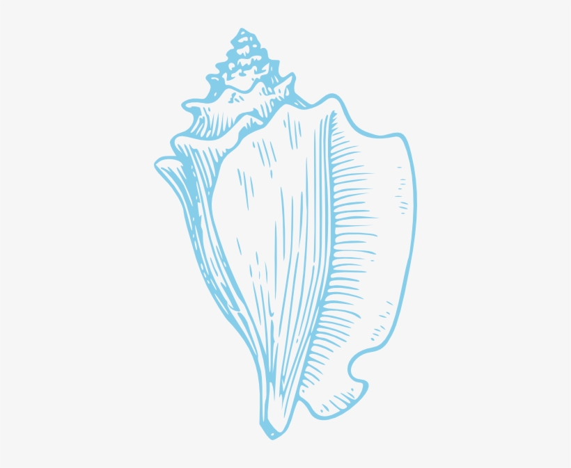 Sky Blue Conch Shell Clip Art - Conch Clipart, transparent png #489664
