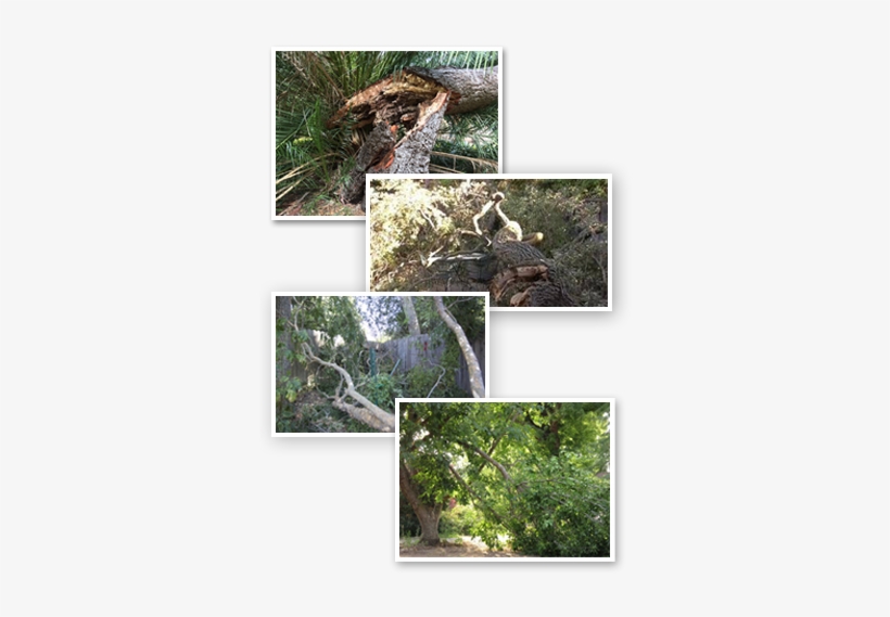 Tree Limbs - Moss, transparent png #489814