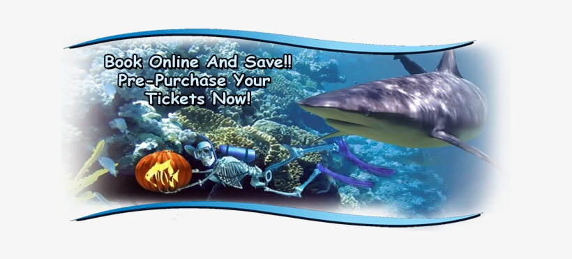 Skeleton In Aquarium - San Antonio, transparent png #489914