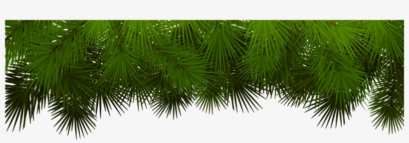 Christmas tree branches PNG