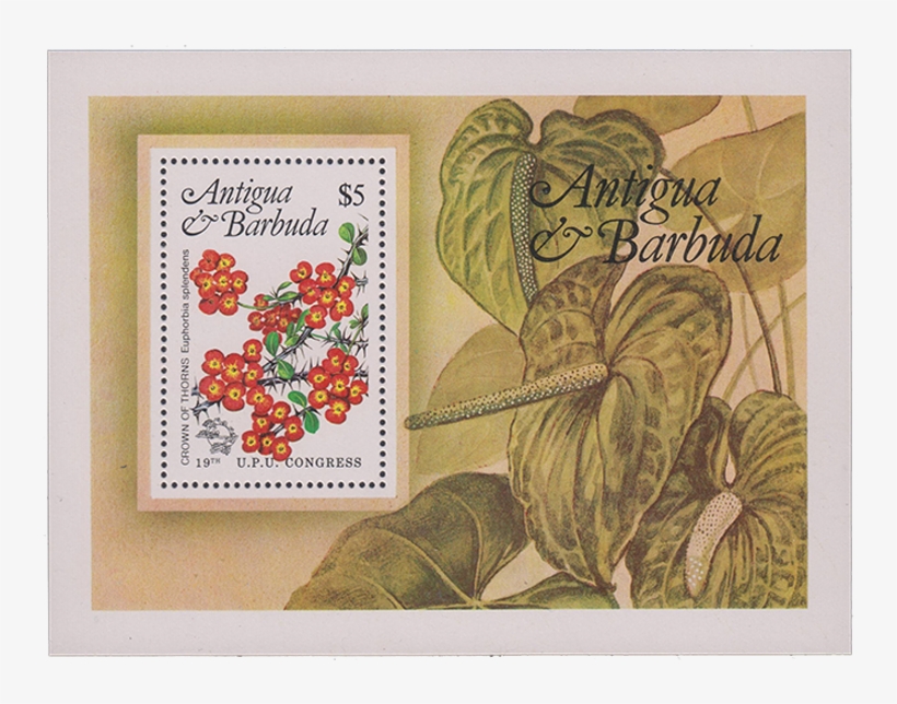 Crown Of Thorns - Antigua And Barbuda, transparent png #4800901