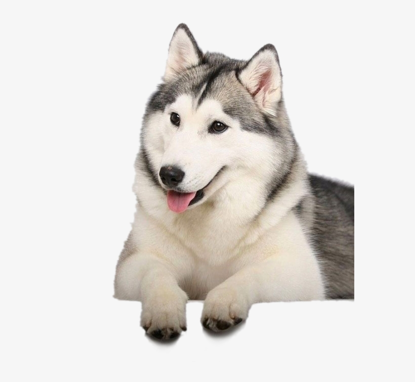 Husky Png Clipart Background - Best Husky, transparent png #4801241