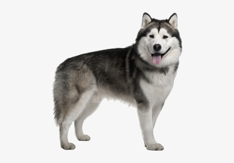 Husky Png Image Free Download - Siberian Husky Alaskan Malamute, transparent png #4801319