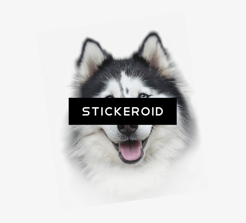 Хаски Husky - Bio-groom Extra Body Shampoo, transparent png #4801442