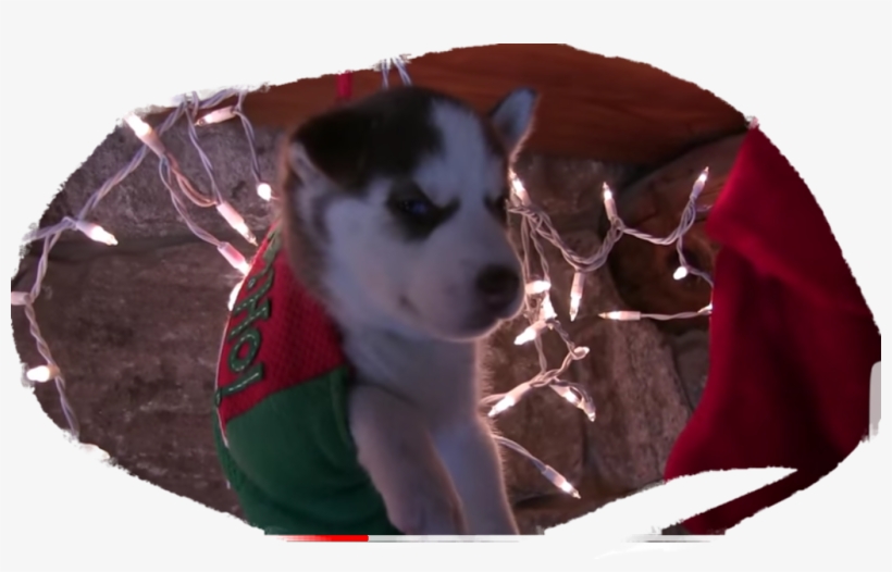 Labrador Husky, transparent png #4802367