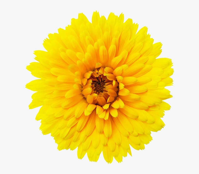 Single Flower Png - Single Flower Transparent Background - Free