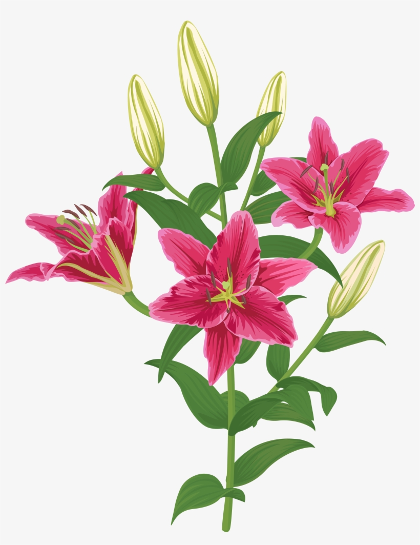 Lily Transparent Single Pink Free Library, transparent png #4802779