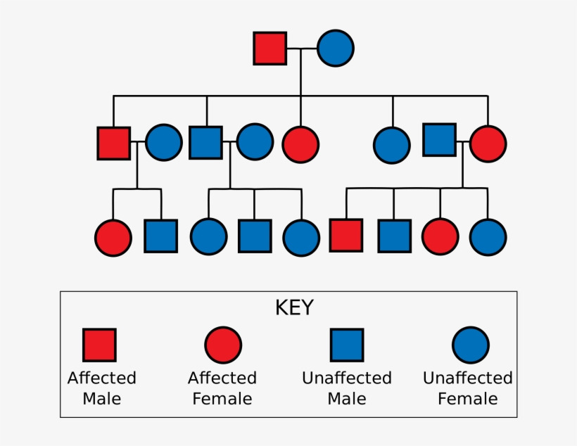 Medium To Large Size Of Free Family Tree Genetic Chart - Huntington's Disease Pedigree Chart, transparent png #4807562
