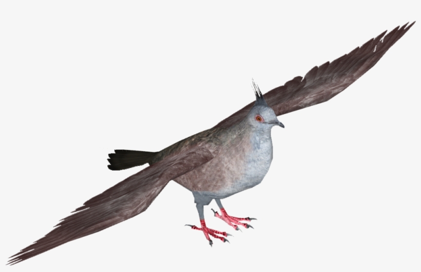 Crested Pigeon - Stock Dove, transparent png #4807563