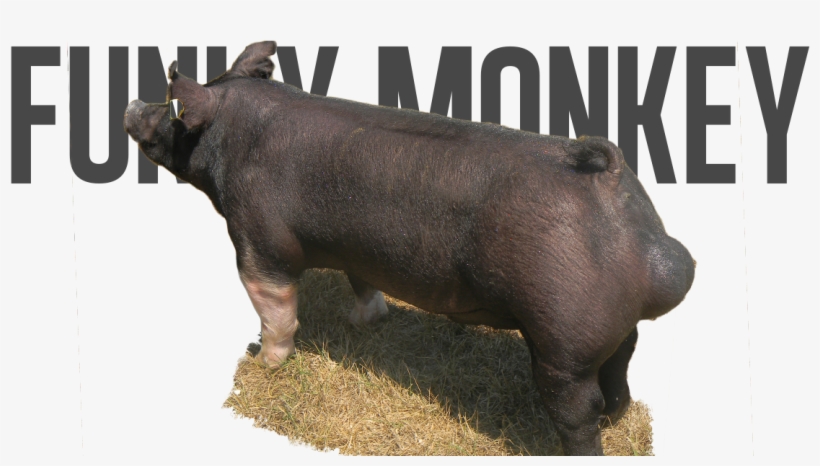 Turbo X Aj - Domestic Pig, transparent png #4808147