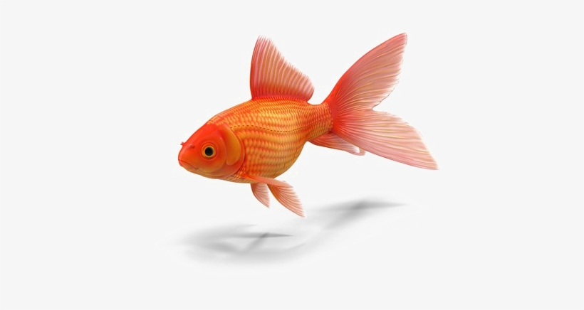 Goldfish Png Transparent - Colors In Chamorro: With English Translations, transparent png #4808353