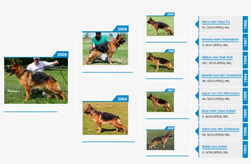 Va Windy Vom Mittelwest - Pedigree Petfoods, transparent png #4808413