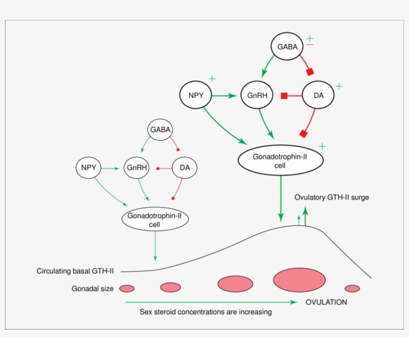 Integrated Neuroendocrine Control Of Seasonal Gonadal - Neuroendocrine Dopamine, transparent png #4808742