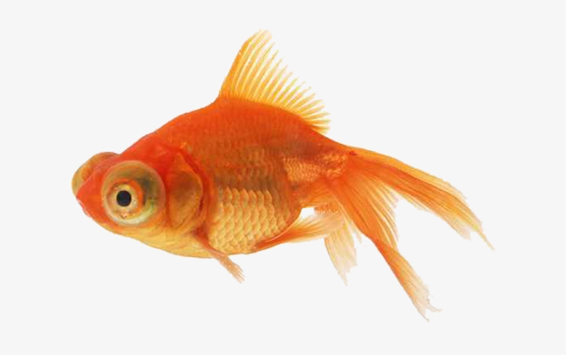 Goldfish Png, transparent png #4808803