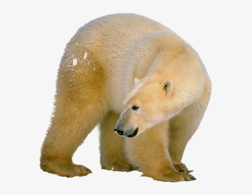 Polar White Bear Png, Download Png Image With Transparent - Polar Bear Shower Curtain, transparent png #4811454