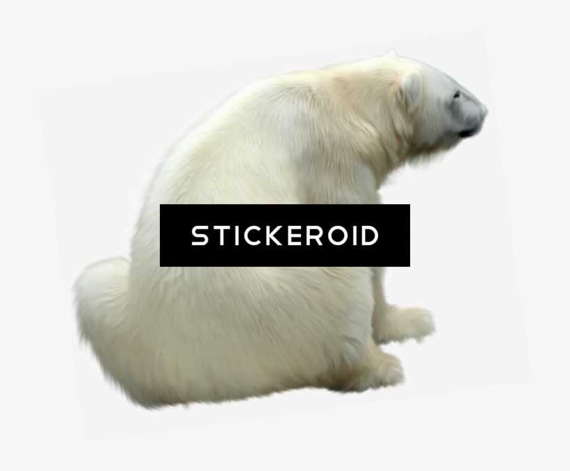 Polar White Bear - Polar Bear, transparent png #4811585