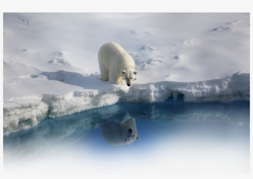 Bear - Endangered Animals To Habitat Destruction, transparent png #4811999