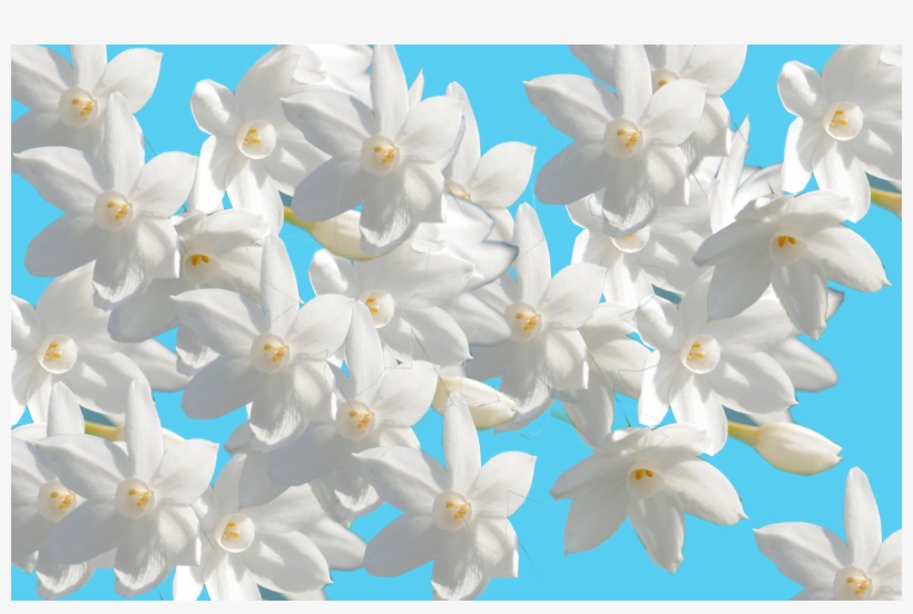 Jasmine, transparent png #4812004