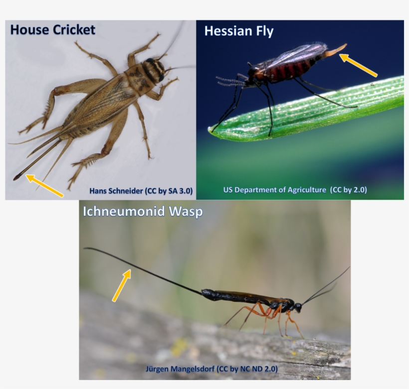 Ovipositors Can Come In Many Shapes And Sizes - Ovipositors Insects, transparent png #4812260