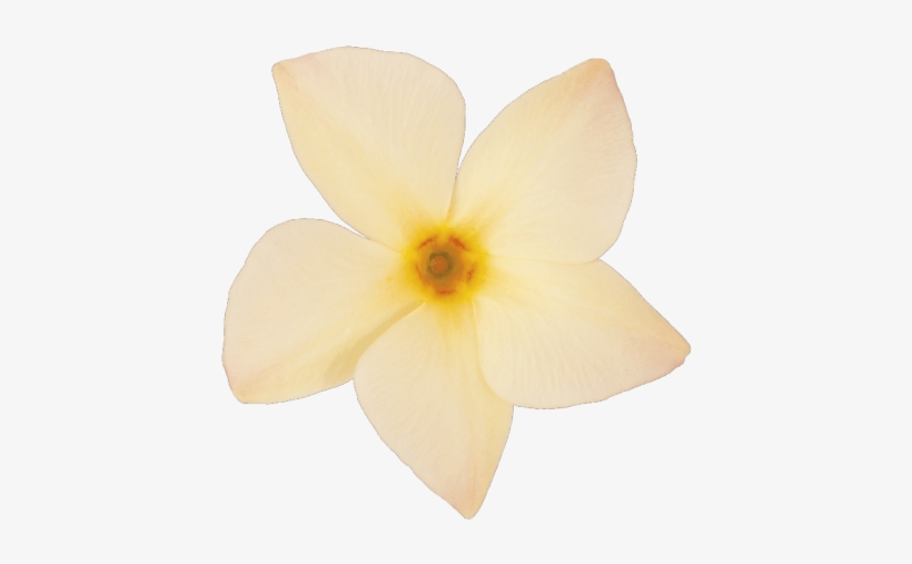 You May Also Like - Color, transparent png #4812261