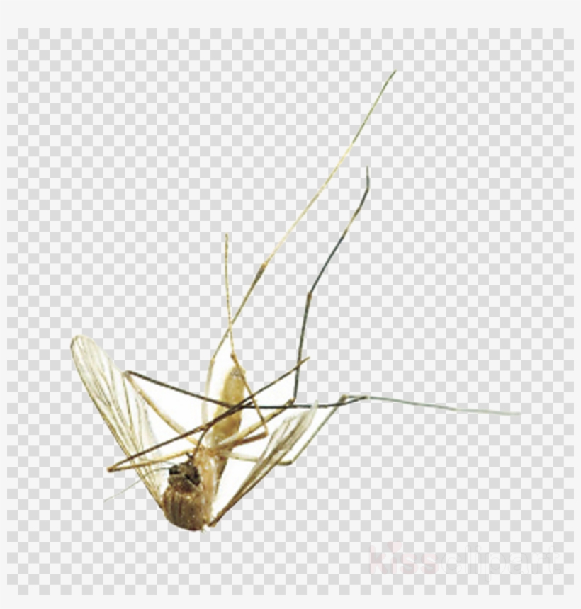 Download Mosquito Clipart Pest Control Fly - Blue Shooting Star Clear Background, transparent png #4812355