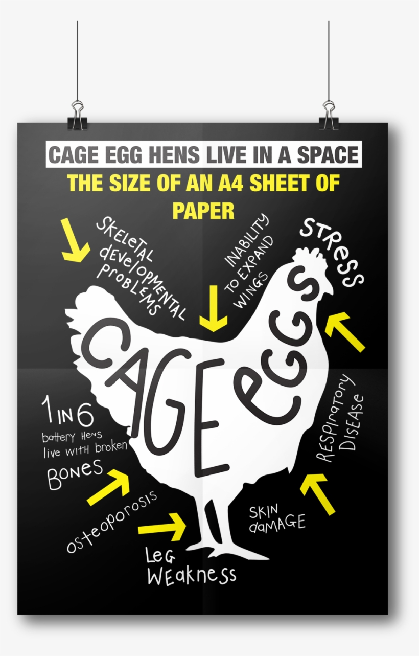 Details On Free Range Eggs - Free-range Eggs, transparent png #4812720