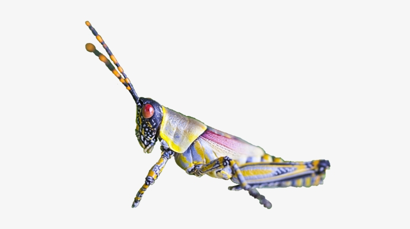Insect, transparent png #4812821