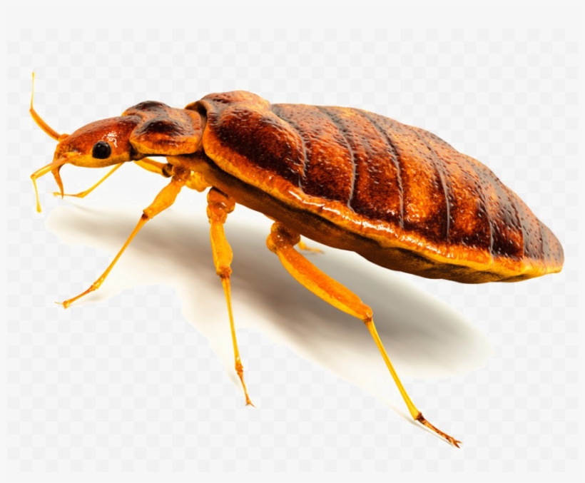 Bed Bug Png - Transparent Background Insect Png, transparent png #4813061