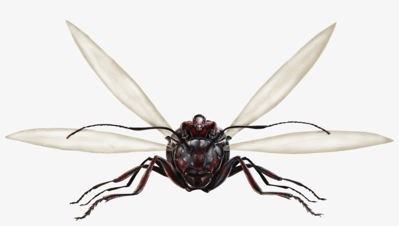 Ant-thony Fh - Ant-man Photo Card, transparent png #4816808