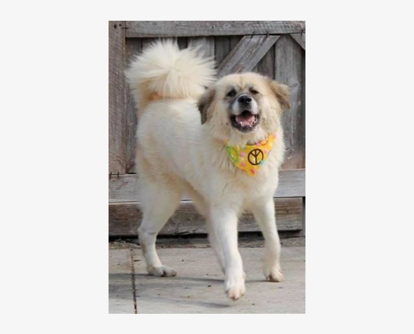 Photo Monday - Ancient Dog Breeds, transparent png #4817574