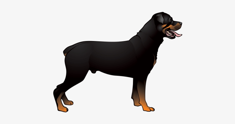 Printed Vinyl Dog Stickers Factory - Decoration Vinyl Sticker Rottweiler Dog Decoration, transparent png #4818263
