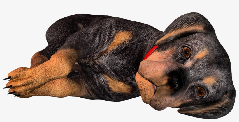 Black And Tan Coonhound Bloodhound Rottweiler Puppy - Hunting Blood Hound, transparent png #4818906
