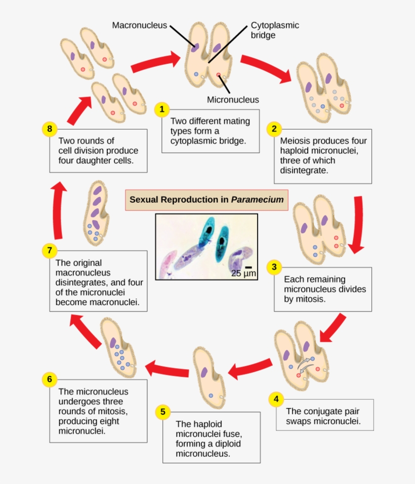 Image - Sexual Reproduction Paramecium, transparent png #4821140
