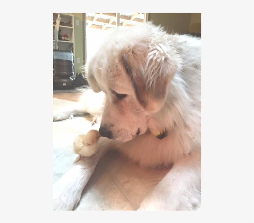 Killer Baby Chick - Golden Retriever, transparent png #4822587