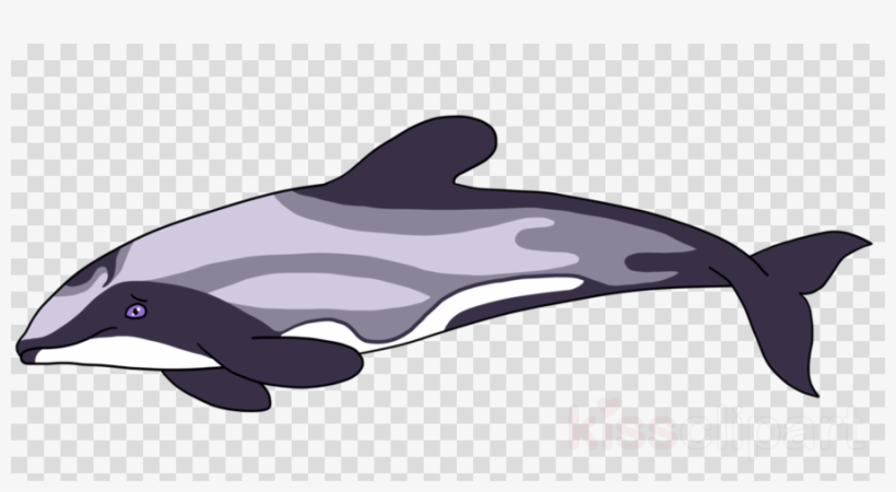 Hector's Dolphin Clipart Common Bottlenose Dolphin - North Carolina On Map No Background, transparent png #4823532