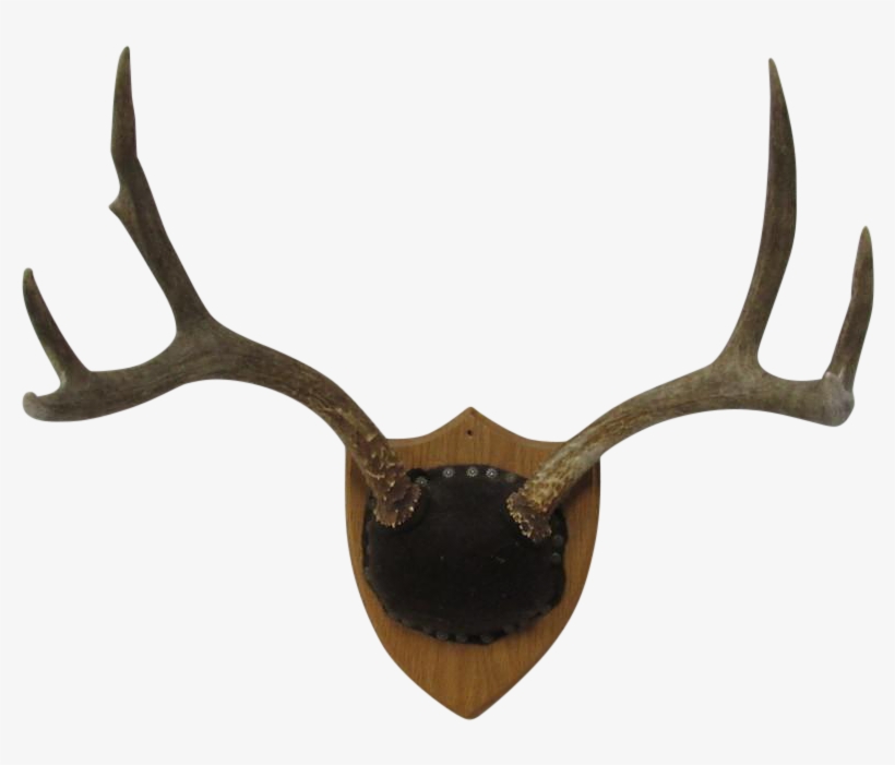 Png Deer Antlers Png Freeuse Library - Antler, transparent png #4824915