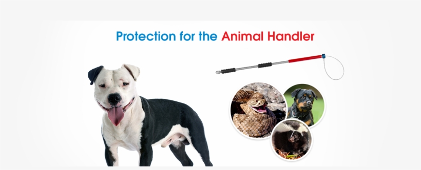 Manufacturers Of The World's Finest Animal Control - Rattlesnakes, transparent png #4826869