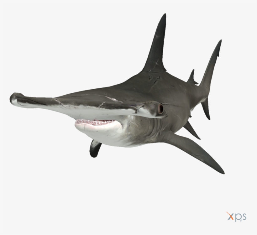 The Depth Hammerhead Shark - Hammerhead Transparent, transparent png #4827577