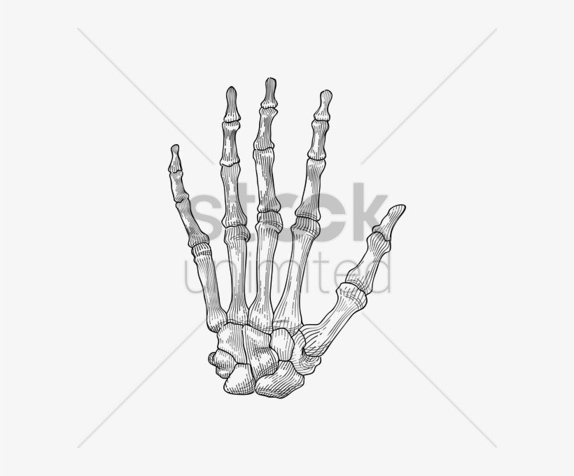 Free Download Skeleton Hand Png Clipart Thumb Skeleton - Hand Holding Hand Skeleton, transparent png #4834137